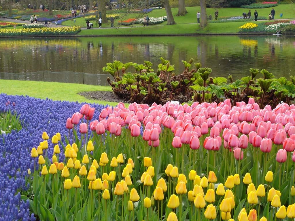 Tulip Garden Holland