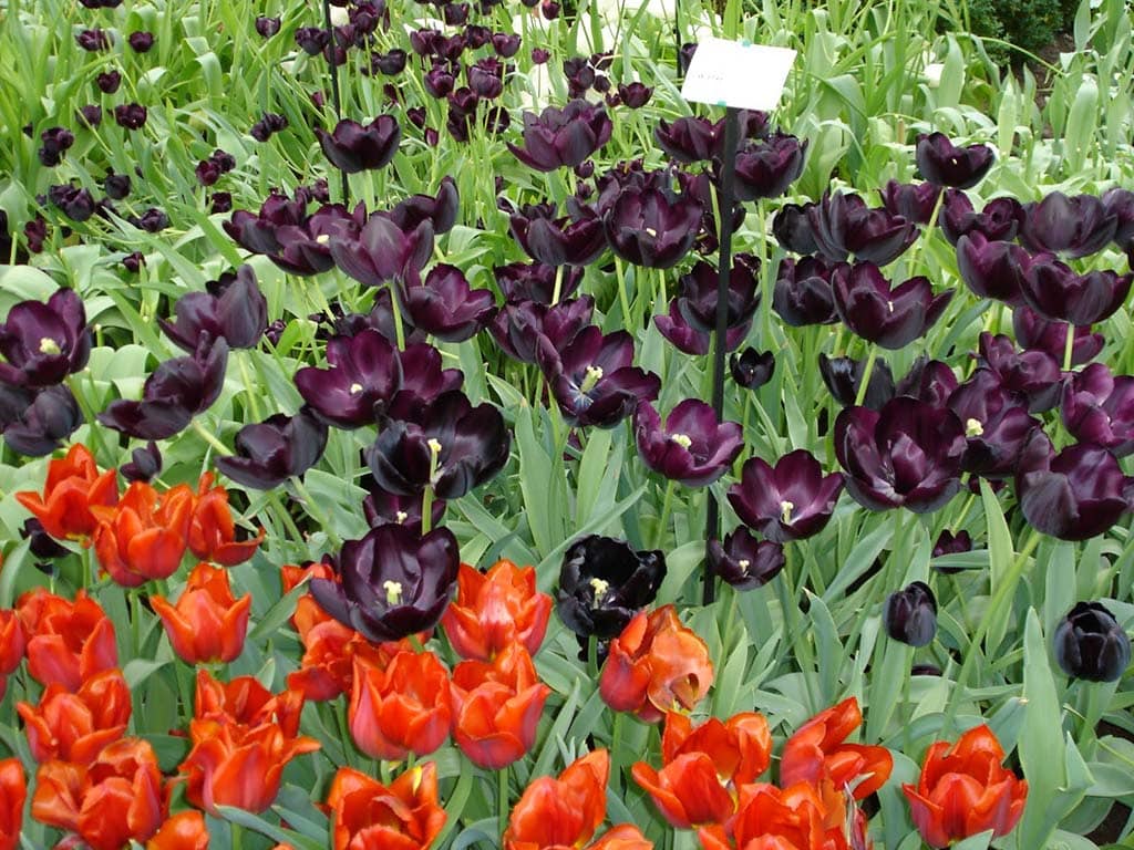 Tulip Garden, Holland