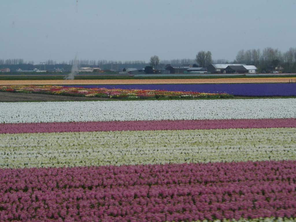 Tulip Field, Holland