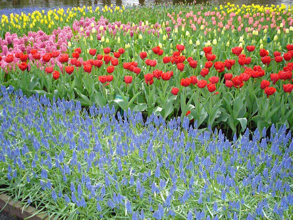 Tulip Garden, the Netherlands