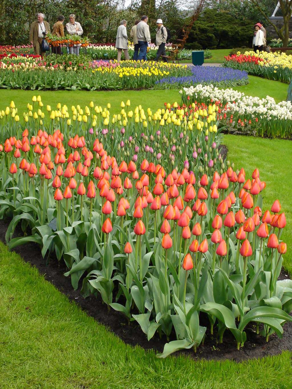 Tulips, the Netherlands